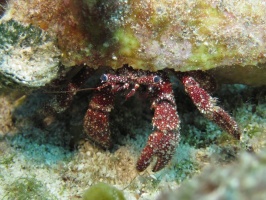 IMG 8892 White Spotted Hermet Crab